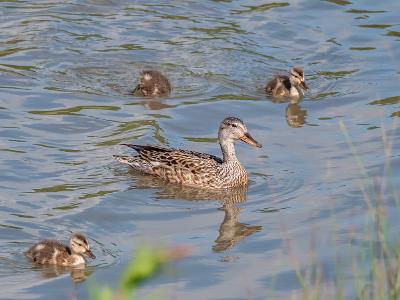 WWT Ducklings WWT Ducklings
