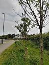 Teal Farm Street Trees