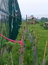 Hetton Primary School