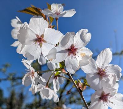 Blossom Inline Image