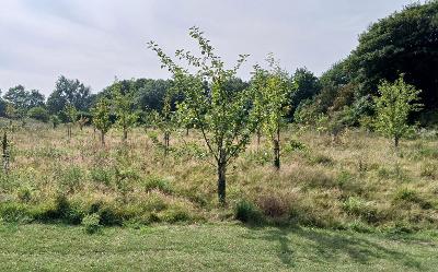 Hetton park